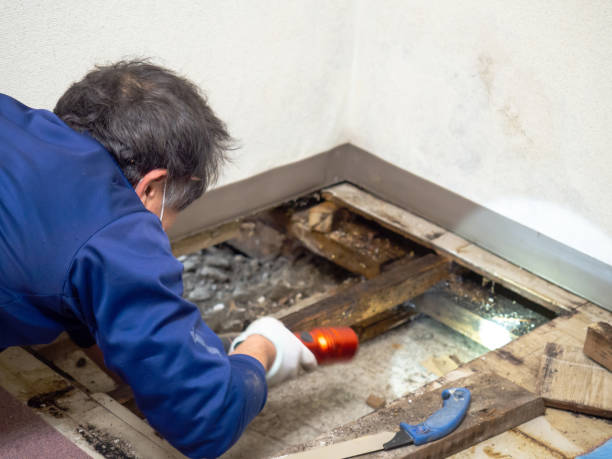 Best Mold Removal Near Me  in St Marys, WV
