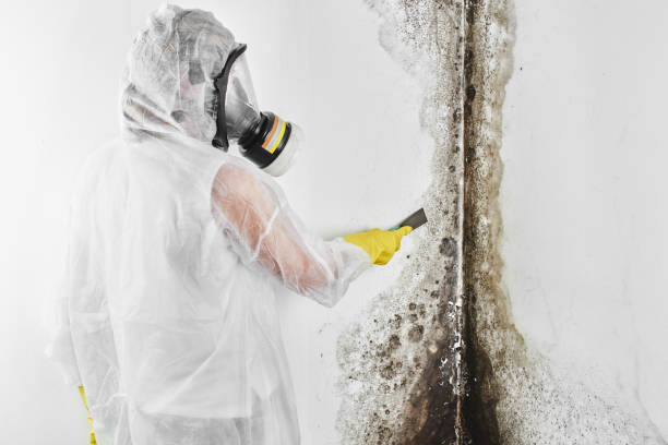 Trusted St Marys, WV Mold Removal Experts