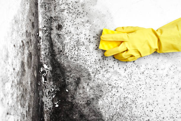 Best Home Mold Removal  in St Marys, WV