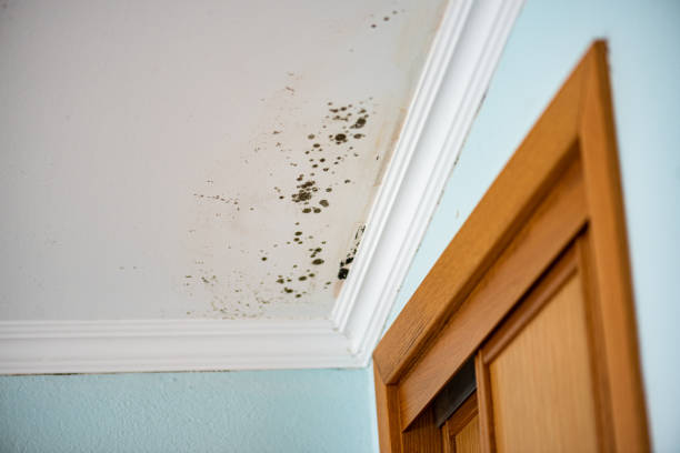 Best Office Mold Removal Services  in St Marys, WV