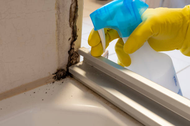 Best Mold Removal Company Near Me  in St Marys, WV