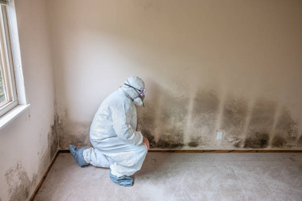 Mold Removal Process in St Marys, WV