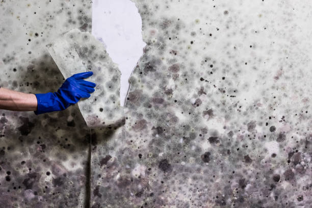 Best Professional Mold Removal  in St Marys, WV